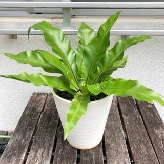 オオタニワタリ