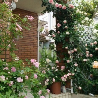 随時募集中❣️あなたの家も薔薇庭に♪ 素敵なお庭を作ってみませんか？