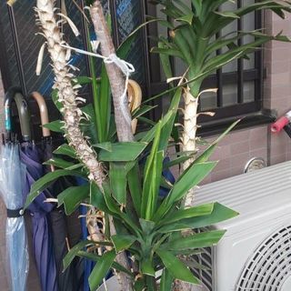 観葉植物
