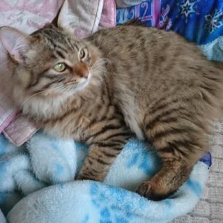 生後半年くらいの猫の里親募集致します。