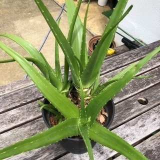 アロエベラの画像