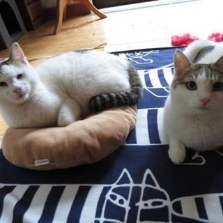 きょうだい猫 2〜4才  鎌倉「猫見亭」