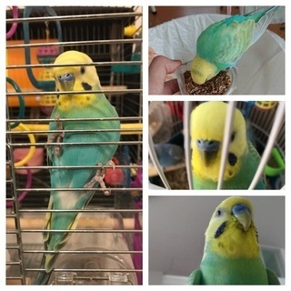 セキセイインコを逃してしまいました。
