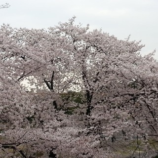 ゆるオタ友達募集(*^▽^*)