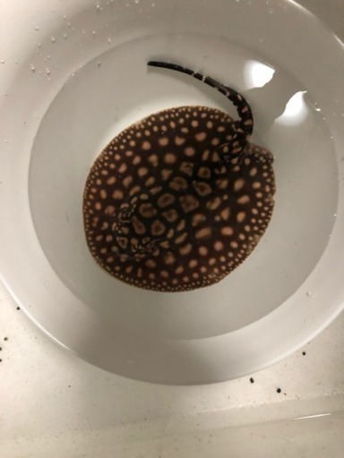 ダイヤ、ブラックダイヤモンドポルカ オス