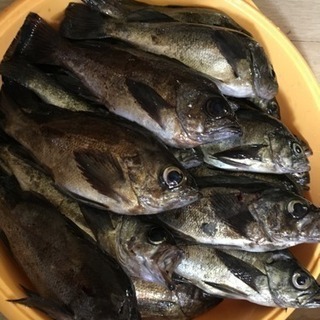 メバル＆アジングいきませんか？？ − 広島県