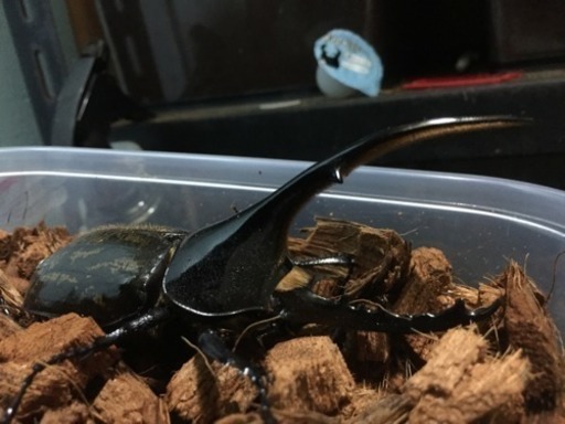 カブトムシ、クワガタ福袋