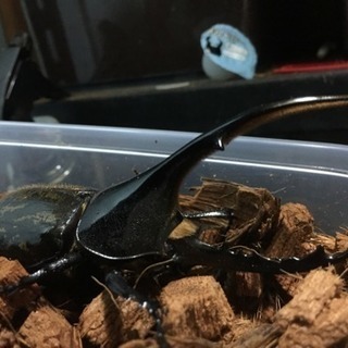 カブトムシ、クワガタ福袋