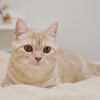 マンチカン、女の子1歳