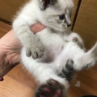 【皆様に返信中です】生後1カ月ぐらいの子猫