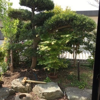槇の木他庭木、庭石
