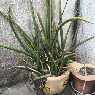観葉植物