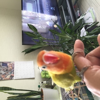 コザクラインコ山吹（黄色）