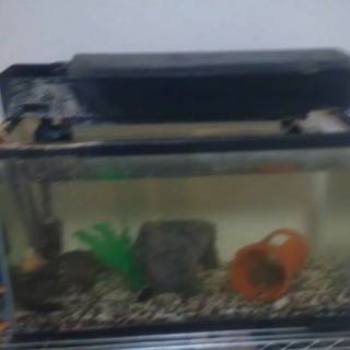 淡水魚水槽ごとあげますの画像