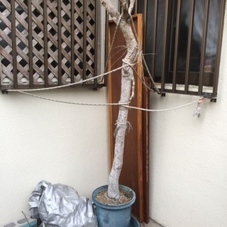 ◇青色植木鉢（枯れ木ごと）&木板の引き出し