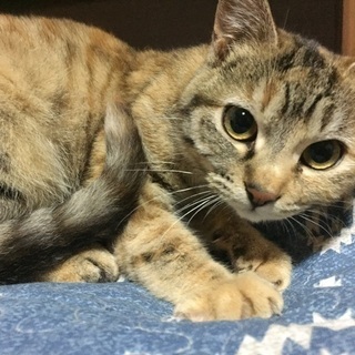 約7か月の女の子、里親さん募集！【一時停止中】
