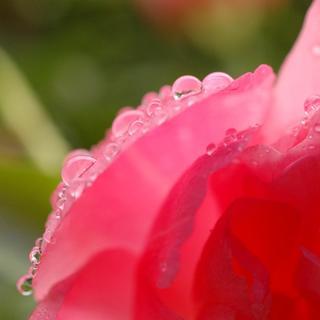 ＼Nikon／単焦点マイクロレンズ AF-S DX Micro NIKKOR 40mm f/2.8G &HAKUBAのレンズプロテクターつきの画像