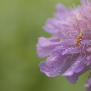 ＼Nikon／単焦点マイクロレンズ AF-S DX Micro NIKKOR 40mm f/2.8G &HAKUBAのレンズプロテクターつきの画像