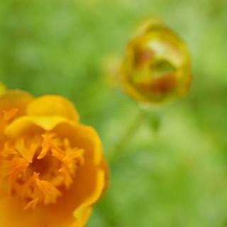 ＼Nikon／単焦点マイクロレンズ AF-S DX Micro NIKKOR 40mm f/2.8G &HAKUBAのレンズプロテクターつきの画像