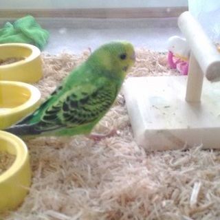 セキセイインコ譲ります