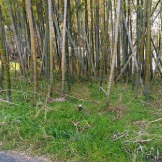 竹　竹枝　青竹　（支柱、工作、竹炭、青竹踏みに）　無料　差しあげ...