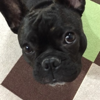 迷子犬