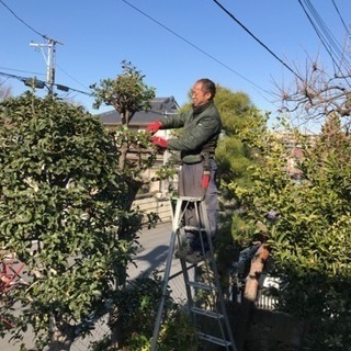 庭木の剪定 伐採致します 庭の手入れ店【所沢市 狭山市志木市入間市~】