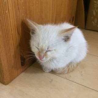 ゴミ捨て場にいた生後1ヶ月くらいの茶トラのオスの子猫ちゃん