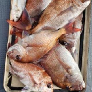 釣り好き、釣りガール募集🎵