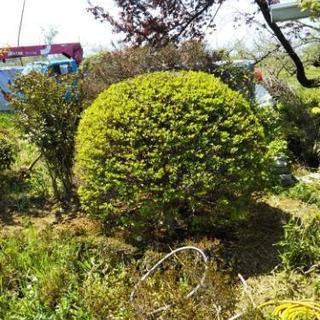 ドウザンツツジ (白)