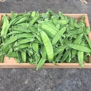 採れたて野菜！絹さや