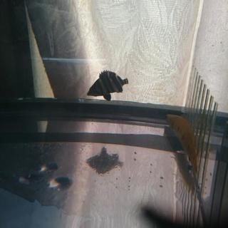 ダトニオ プラスワンの画像