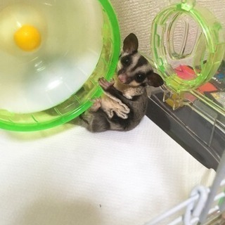 フクロモモンガ里親募集
