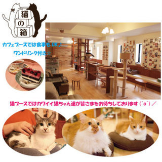 4月28日(日) 西中島南方ニャンコン◆可愛いネコちゃんが会話の...