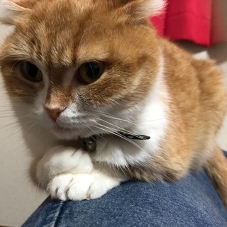 愛猫が逃げ出してしまいました。