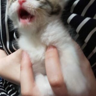 里親さん募集です