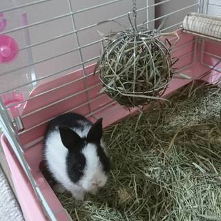 大事に可愛がってくれる方に