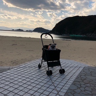 8キロ前後までのペットカート中古 取りに来て頂ける方に譲ります。