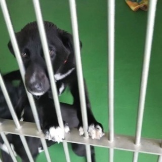 里親決定！有難うございました！🆘保健所収容🐶まだ生後半年位🐶可愛...