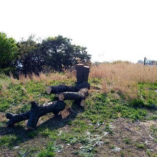 桜の原木、譲ります（伐採済／広葉樹／薪、丸太）の画像