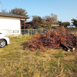 桜の原木、譲ります（伐採済／広葉樹／薪、丸太）の画像