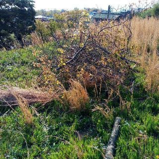桜の原木、譲ります（伐採済／広葉樹／薪、丸太）の画像