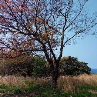 桜の原木、譲ります（伐採済／広葉樹／薪、丸太）