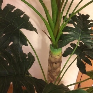 フェイクグリーン 観葉植物の画像