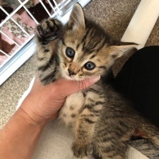 元気モリモリ5兄妹