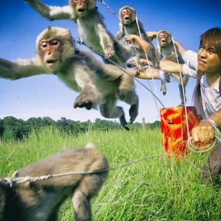 【来年GW】短期で稼げる　お猿とパフォーマンスの付き添いアルバイトの画像