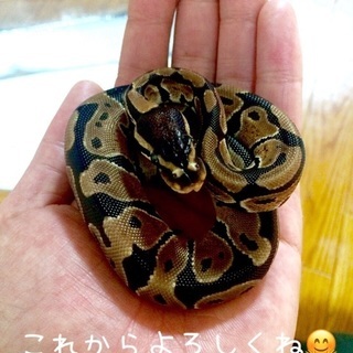 ボールパイソン
