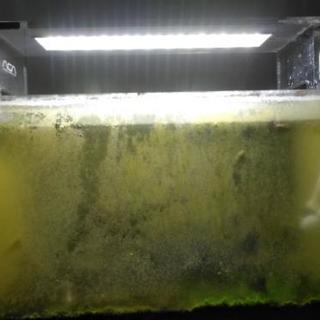 ADA ライト付水槽一式の画像