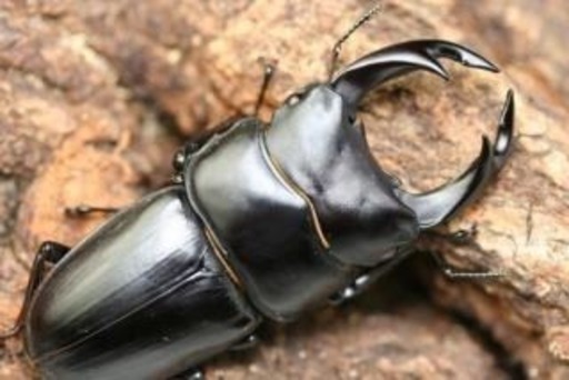 オオクワガタ 成虫 ペア