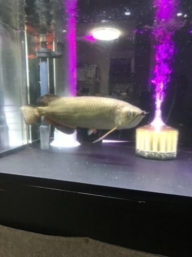 ノーザンバラムンディ 45cm